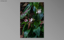Botanical Gardens 2015 07 SS-50.jpg